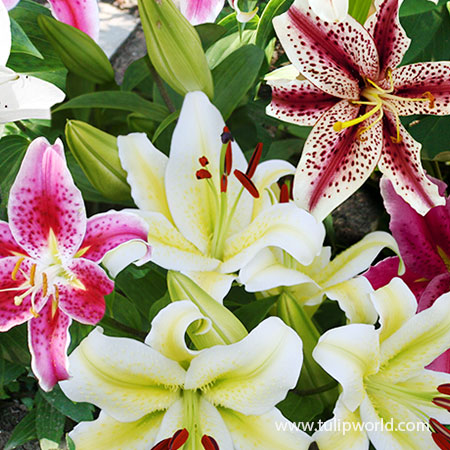 Mixed Oriental Lilies - 37141