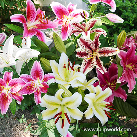 Mixed Oriental Lilies - 37141