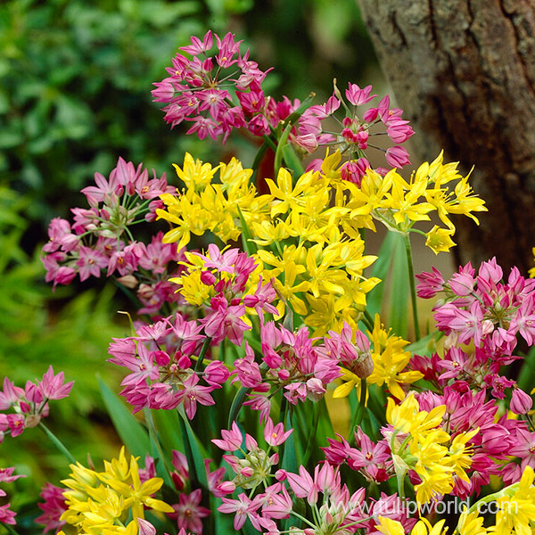 Mixed Small Allium