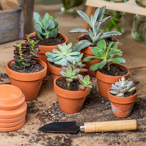 Mixed Succulent Plant Start Plugs Assorted - 3 Pack