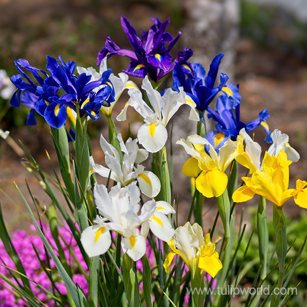 Mixed Tall Dutch Iris