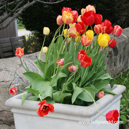 Mixed Triumph Tulips Pre-Chilled - 47056