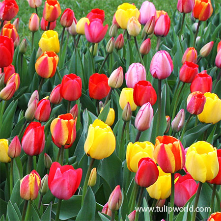 Mixed Triumph Tulips Pre-Chilled - 47056