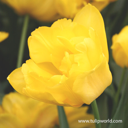 Yellow Pomponette Double Tulip 