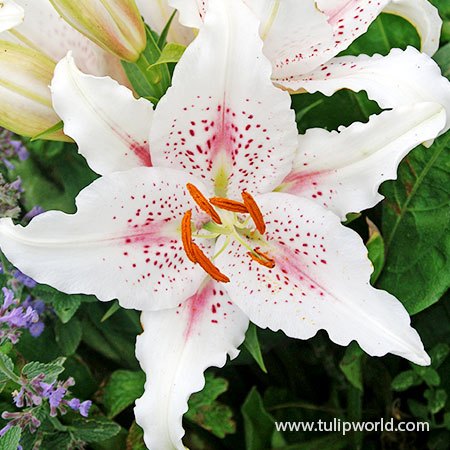 Muscadet Oriental Lily - 37139