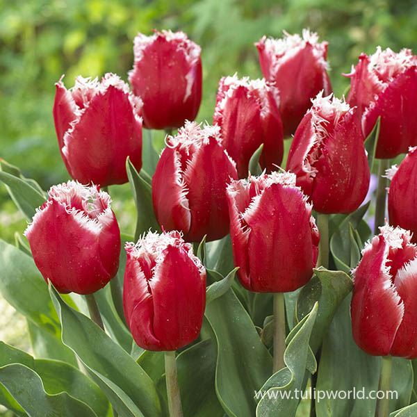 New Santa Fringed Tulip