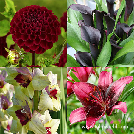 Nights Sky Collection dark colored flowers, black flowers, dark purple flowers, calla lily bulbs for sale, dahlias for sale, gladiolus for sale, lily bulbs for sale 