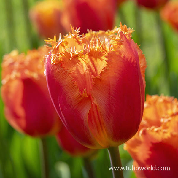 Ogene Fringed Tulip