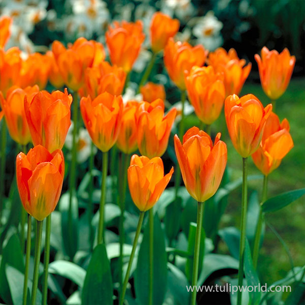 Orange Brilliant Tulip Pre-Chilled