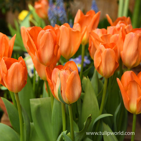 Orange Emperor Tulip Pre-Chilled