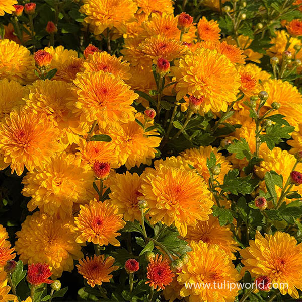 Orange Fusion Pre-Potted Garden Mum