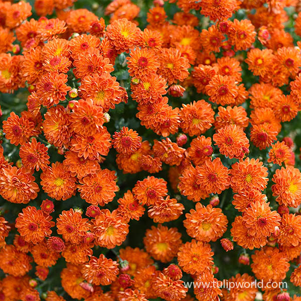 Orange Garden Mum Pre-Potted Trio