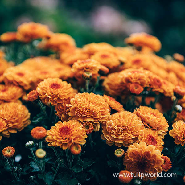 Orange Pre-Potted Garden Mum
