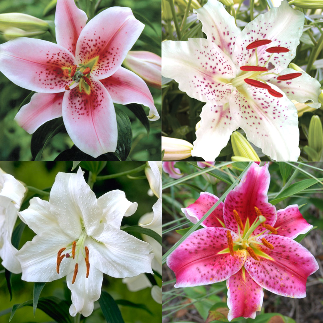 Oriental Lily Collection 