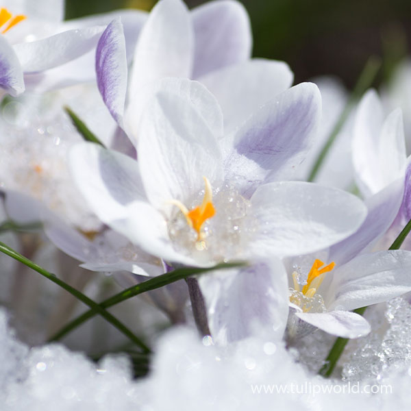 Panda Crocus