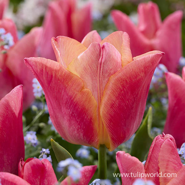 Passio Sweet Tulip