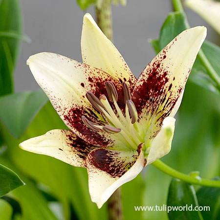 Patricia's Pride Asiatic Lily - 27244
