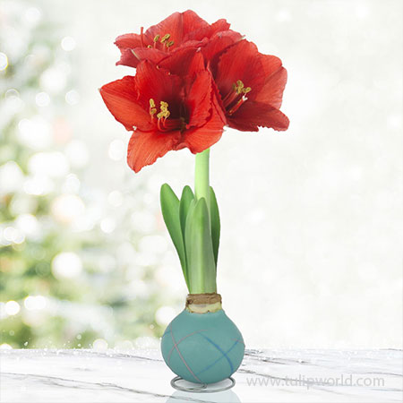Pearl Picasso Waxed Amaryllis - 42235