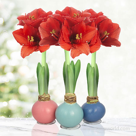 Pearl Waxed Amaryllis Collection - 42237