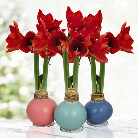 Pearl Waxed Amaryllis Collection