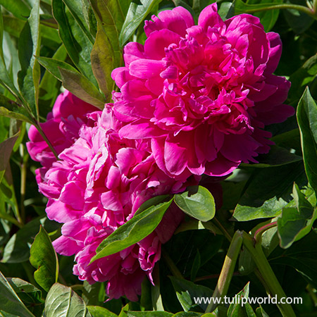 Peony Collection - 36108