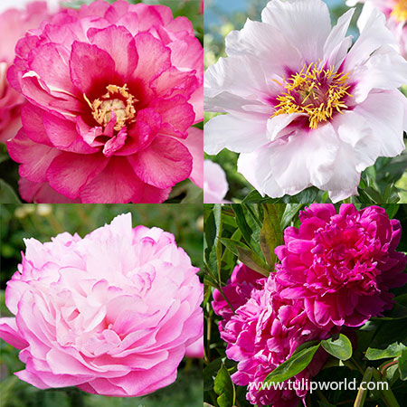 Peony Collection 