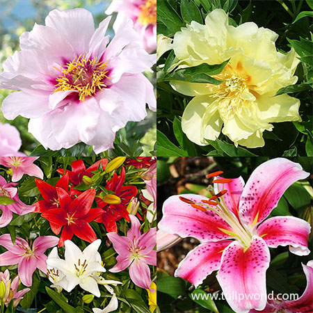 Peony and Lily Garden Kit peonies for sale, lilies for sale, stargazer lily bulbs, asiatic lily bulbs, itoh hybrid peonies, fall planted peonies 
