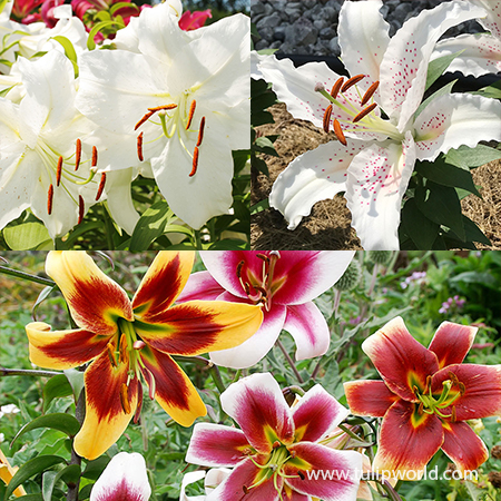 Perennial Lily Garden Collection 