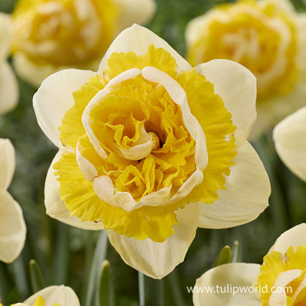 Perfect Inside Daffodil