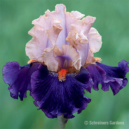 Petalpalooza Bearded Iris 