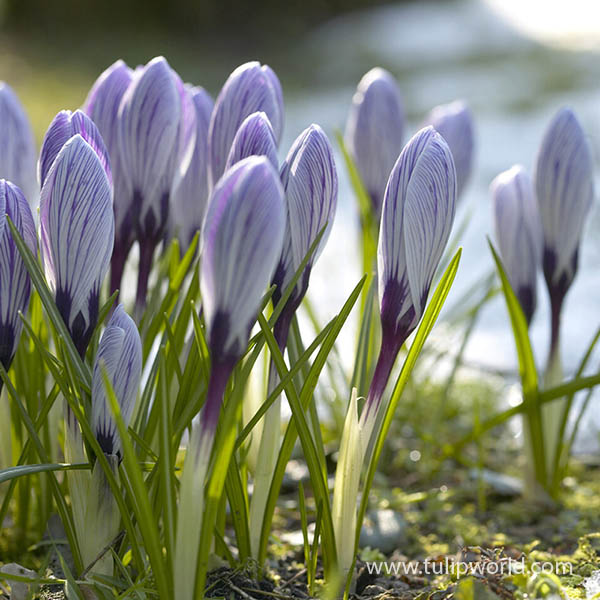 Pick Wick Crocus Pre-Chilled 