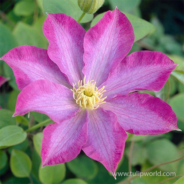 Pink Champagne Pre-Potted Clematis