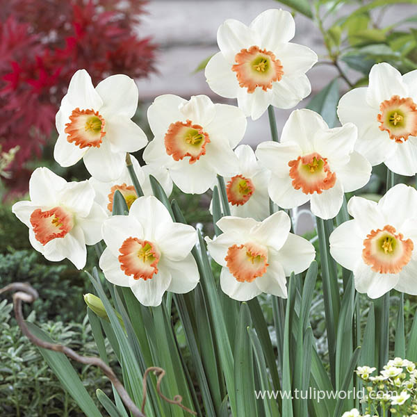 Pink Charm Daffodil Pre-Chilled