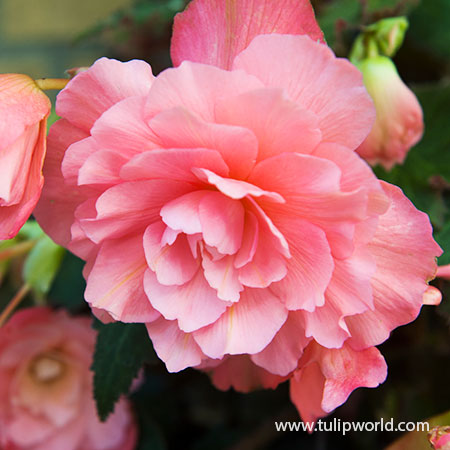 Pink Delight Fragrant Begonia - 21132