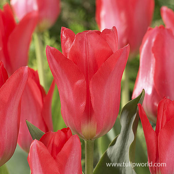Pink Emperor Tulip Pre-Chilled
