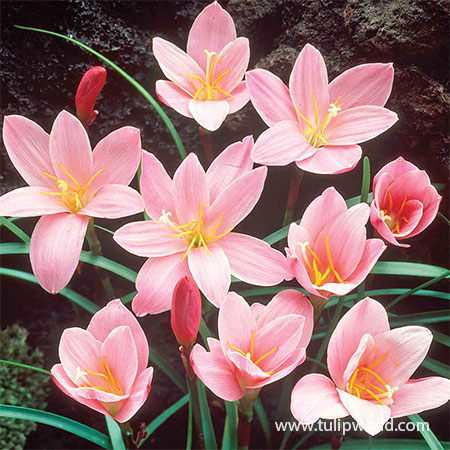 Pink Fairy Lilies zephyranthes, rain lilies, pink fairy lilies, rain lily zephyranthes, deer resistant summer bulbs