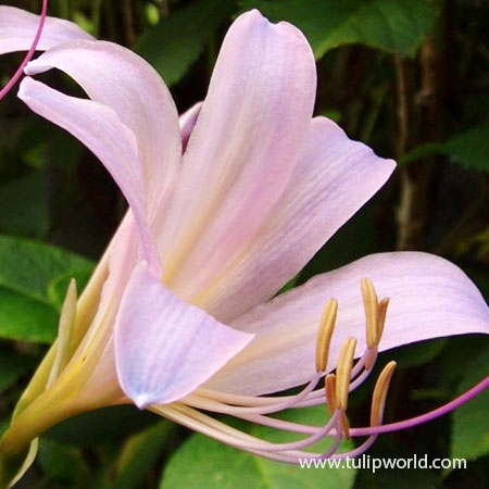 Pink Magic Lily - Lycoris Squamigera - 37107