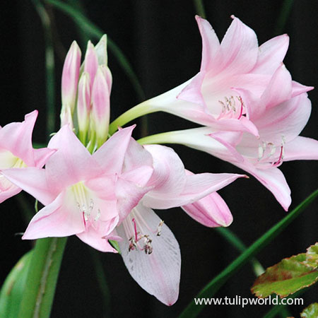 Pink Magic Lily - Lycoris Squamigera - 37107