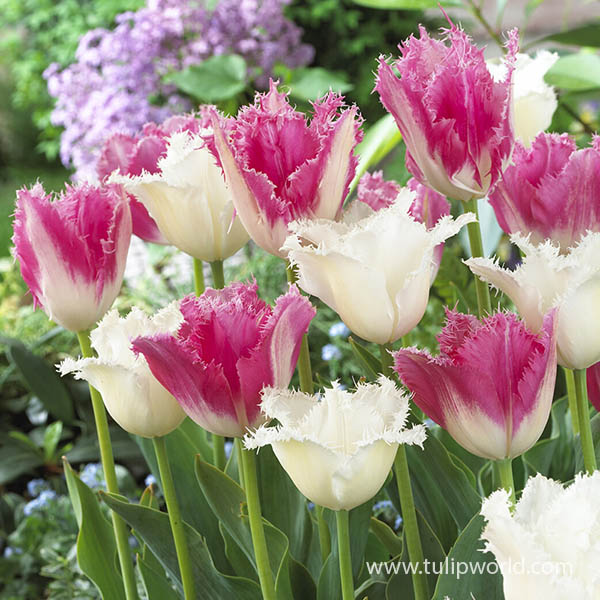 Pink Marshmallow Fringed Tulip Mix