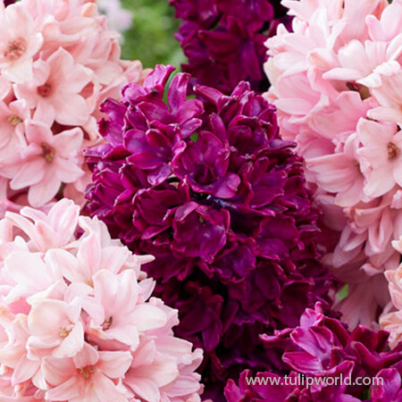 Pink Passion Hyacinth Mix