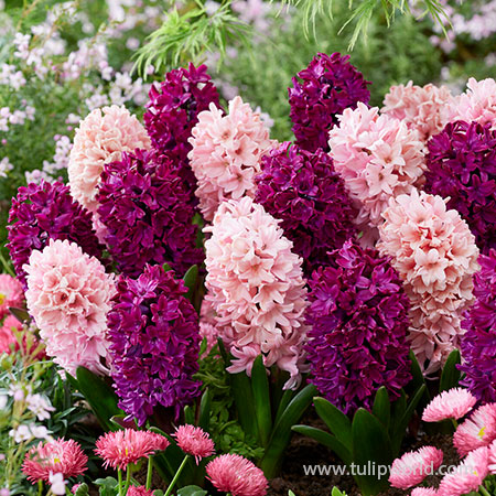 Pink Passion Hyacinth Mix