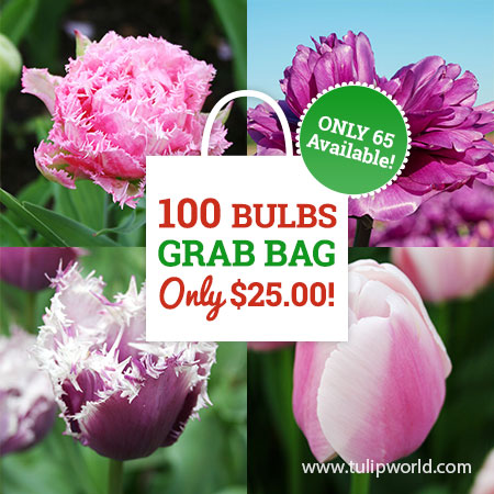 Pink & Purple Tulip Grab Bag pink tulips, purple tulips, tulip bulbs for sale, tulips from holland, holland tulips