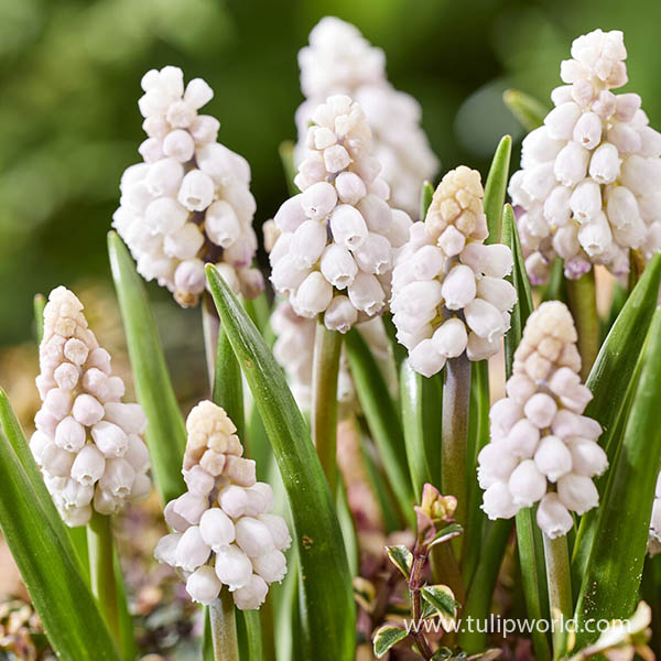 Pink Sunrise Muscari Pre-Chilled