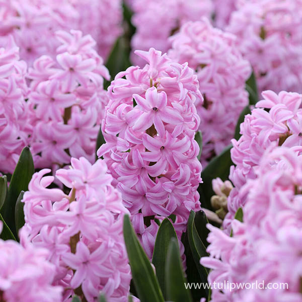 Pink Surprise Hyacinth