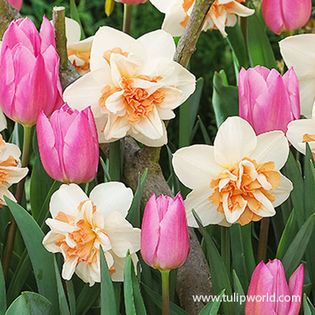 Pink Tulip & Daffodil Blend - 39168