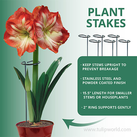 Plant Stakes - 12 pk