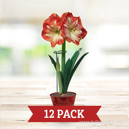 Plant Stakes - 12 Pack