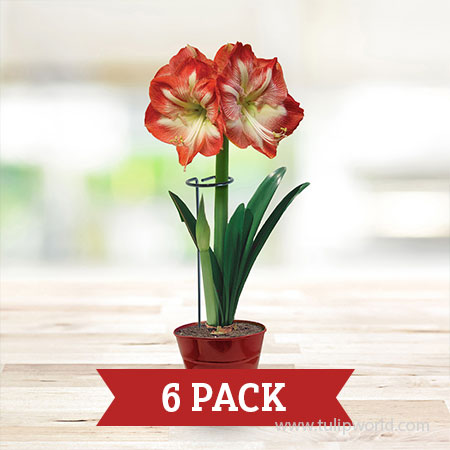 Plant Stakes - 6 Pack 