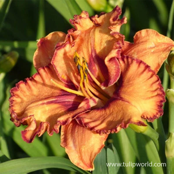 Pointed Perfection Reblooming Daylily