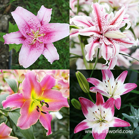 Pretty Pink Lily Collection asiatic lily bulbs, lily bulbs wholesale, lilies for sale near me, oriental lily bulbs planting, stargazer lily bulbs for sale, buy lilies online